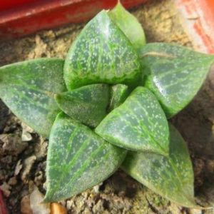 haworthia comptoniana