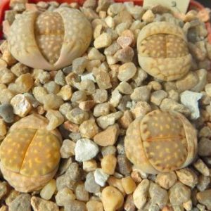 1621.4 lithops julii fulleri roxii