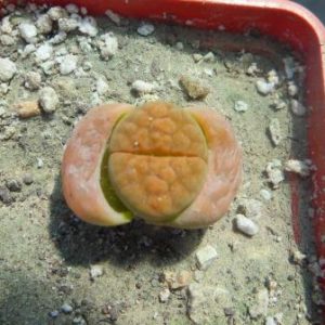 lithops karasmontana