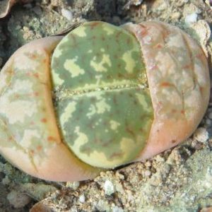 lithops dorotheae