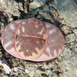 lithops dorotheae