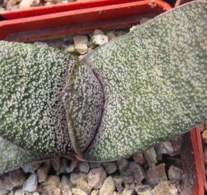 gasteria armstrongii Renny Wong