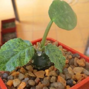 dorstenia foetida variegata
