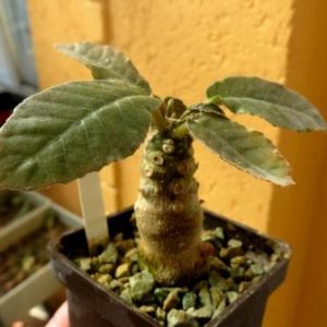 dorstenia foetida