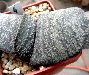 gasteria armstrongii Renny Wong