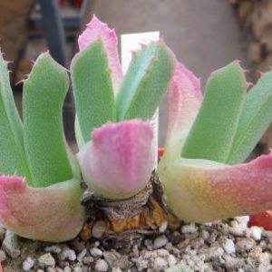 odontophorus angustifolius