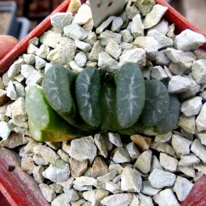 haworthia truncata Japan