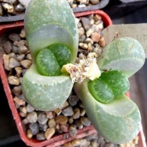 lithops helmutii