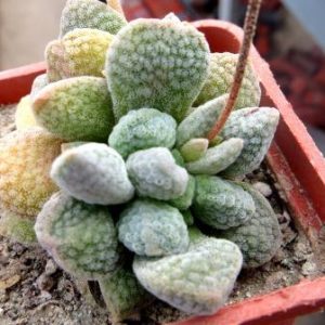crassula tecta hybrid