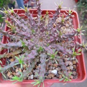 euphorbia gorgonis