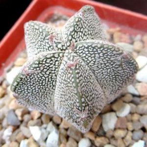 astrophytum Onzuka
