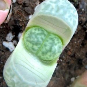 lithops helmutii