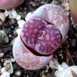 lithops salicola bacchus