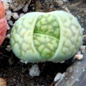 lithops salicola 'malachite'