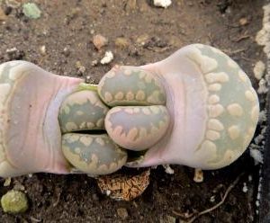 lithops otzeniana best