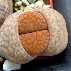 lithops fulviceps