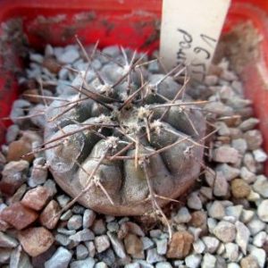 406.107 gymnocalycium riojense v. paucispinum VG 551