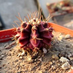 gymnocalycium damsii variegata