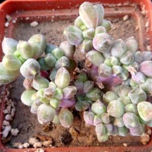 pachyphytum compactum cristata