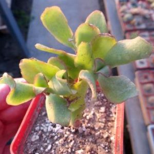 crassula bluebird