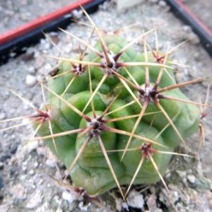 gymnocalycium multiflorum