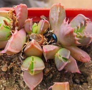 1493.2 MG faucaria  bocheana