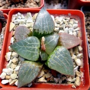 haworthia comptoniana Japan