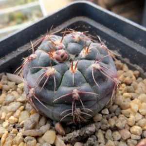 411.753 gymnocalycium spec VG 470,Ovati