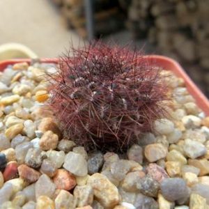 sulcorebutia swobodae
