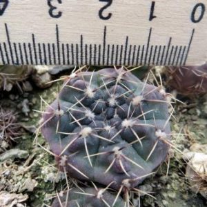 gymnocalycium genseri Pan.