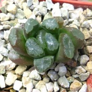 haworthia maughanii hybrid