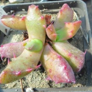 1505.32 MG  faucaria felina GM 210