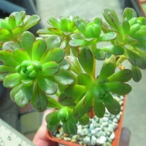 aeonium sedifolium