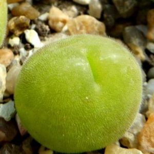 gibbaeum pilosulum волосатое тельце