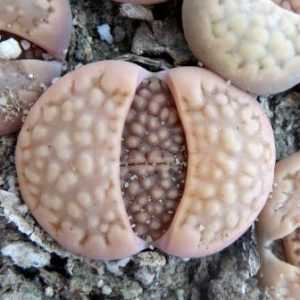 1605.03 lithops halii C 318
