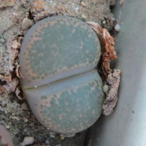 1731.58 MG lithops terricolor C 376