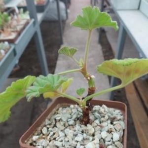 pelargonium mollicomum