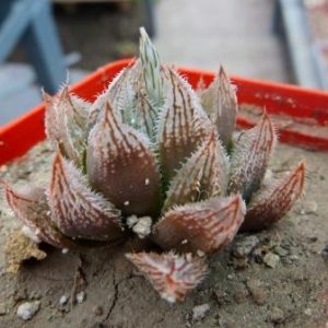 haworthia  hybrid