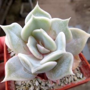 echeveria lilacina