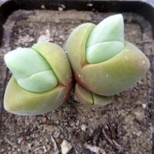 gibbaeum album