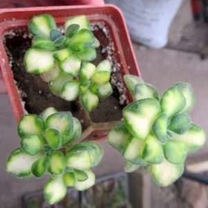 aeonium mini variegata