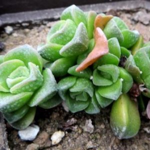crassula dorothy