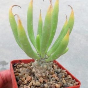 tylecodon wallichii