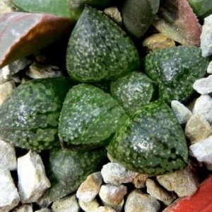 haworthia picta splendid