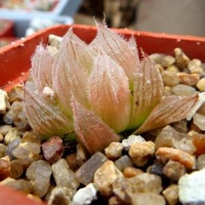 haworthia cooperi venusta