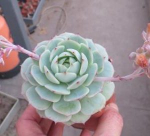 echeveria derenbergii