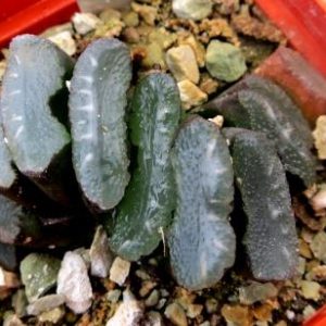 haworthia truncata spiralis