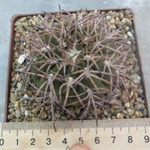 gymnocalycium spegazzinii major