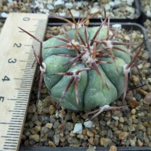 827.75 echinocactus horizonthalonius La Aplles