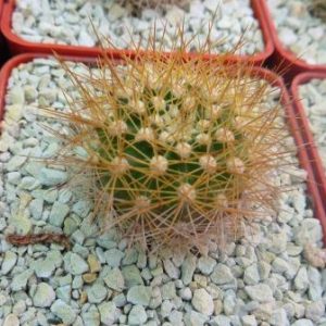 9718 matucana weberbaueri
